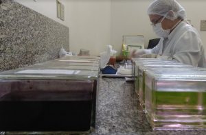 Lab citopatologia