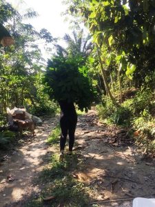 Imagem da notícia - Pesquisa na FCecon encontra plantas com potencial antitumoral contra células cancerígenas